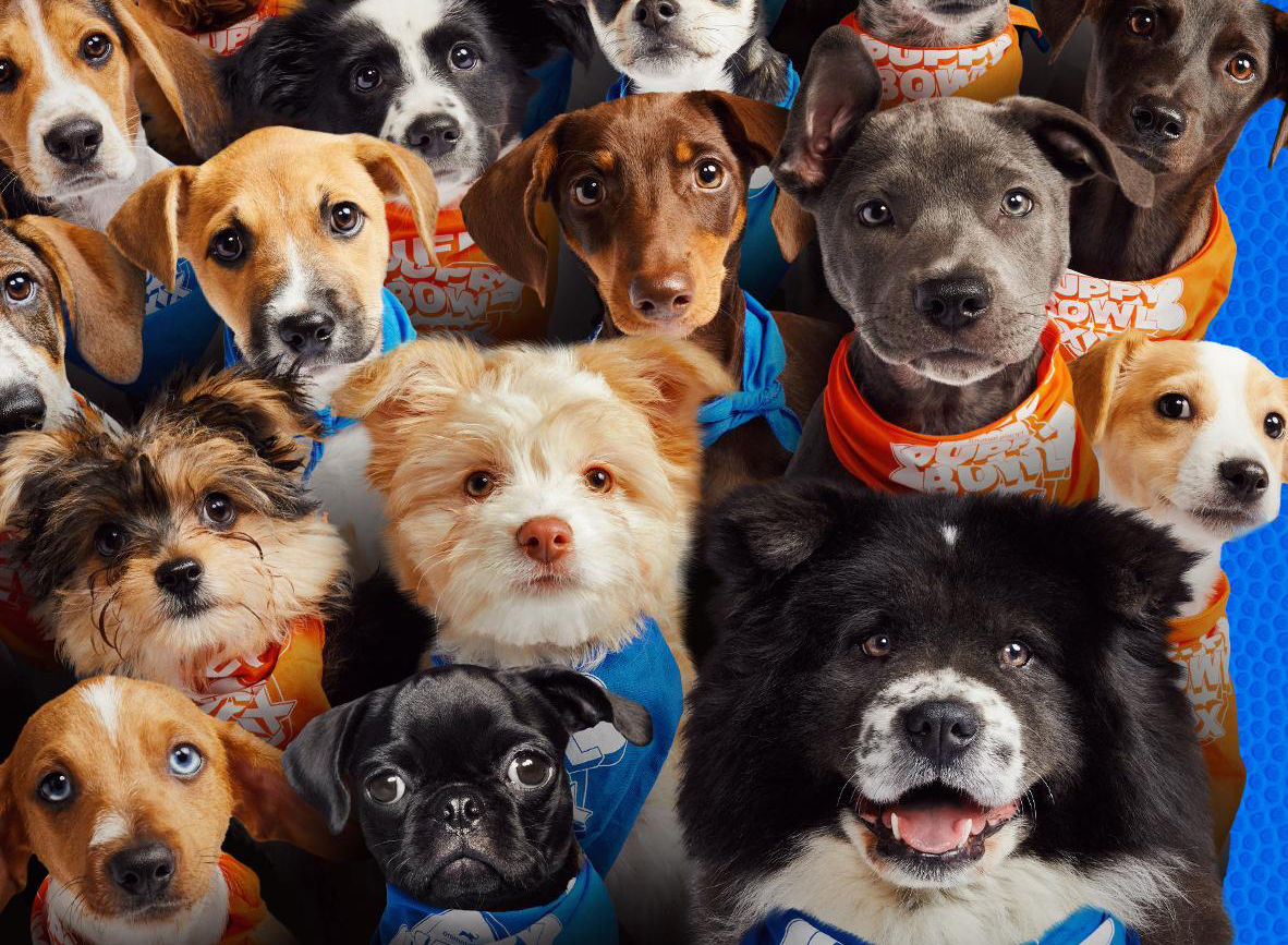 Puppy Bowl 2024 More Super Bowl Alternatives on Sling TV